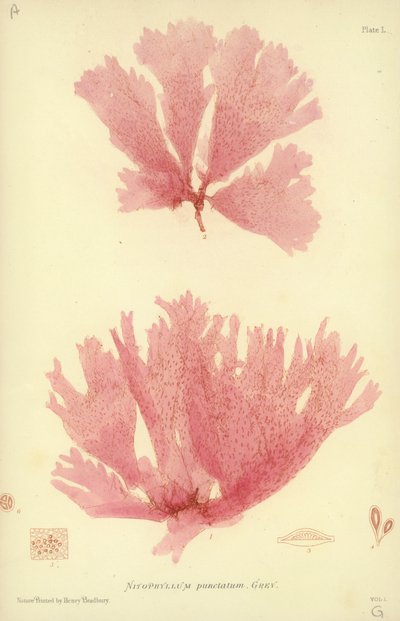 Alghe Marine Britanniche (stampa naturale) da English School